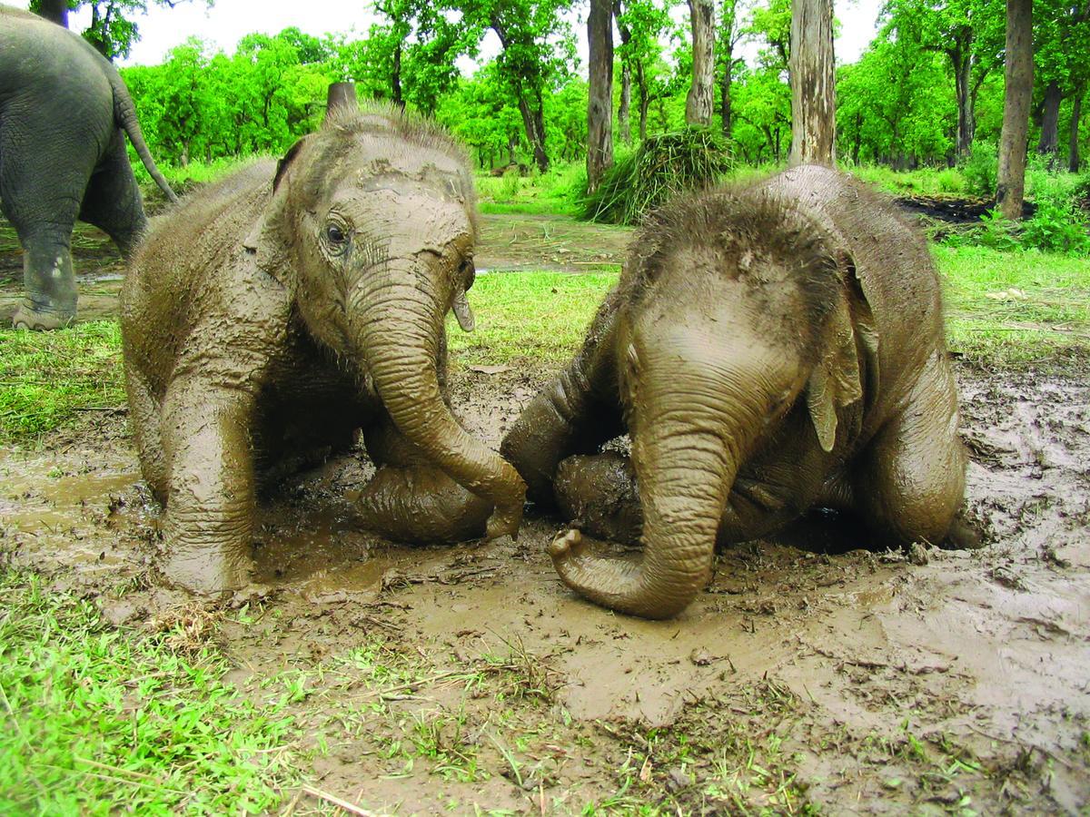 Rainbow Safari Resort Sauraha Exteriér fotografie